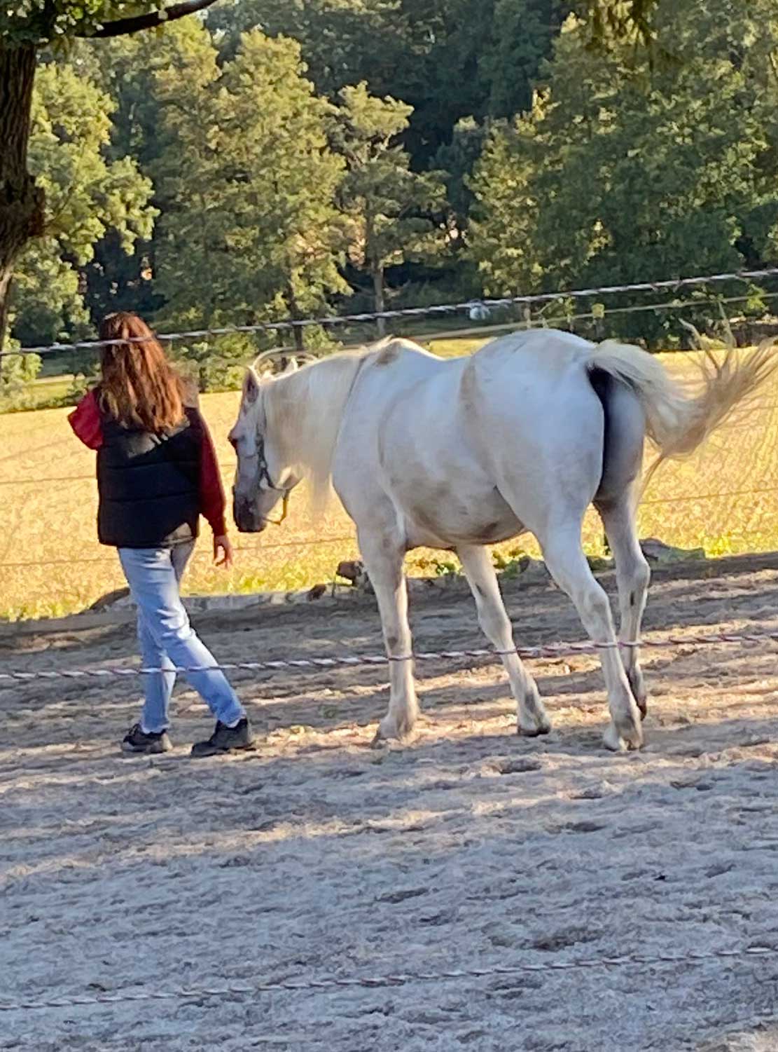 Foto jemand geht mit einem weißen Pferd davon, Pferd und Führung sind entspannt und es wirkt, als würde das Pferd folgen wie ein Hund